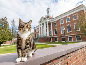 Supporting image for story: Max the friendly cat awarded honorary degree by US university