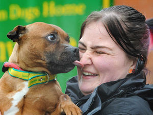 Supporting image for story: Injured Staffie on road to recovery after being thrown out of 40mph car