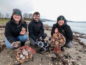 Supporting image for story: Thousands of oysters planted in Belfast Lough to restore species in the waterway