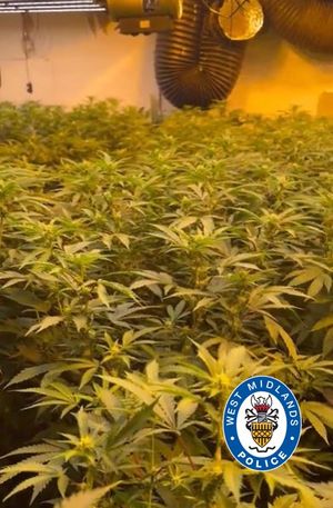 The cannabis farm was discovered at a property in Wednesbury. Photo: West Midlands Police