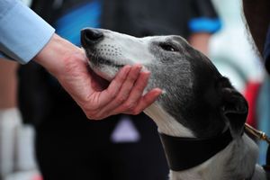 Bark Inn Kennels hopes to raise £10,000 from its public fundraiser. 