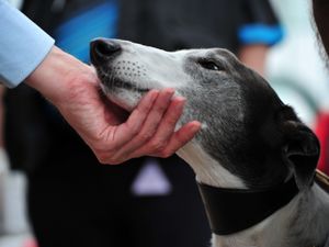 Supporting image for story: Appeal launched by Walsall greyhound homing centre after notice is served on kennels