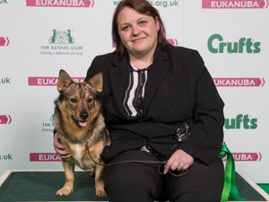 Supporting image for story: Delight as Swedish Vallhund Loki from Cannock wows Crufts judges