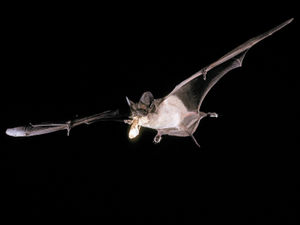 Supporting image for story: Peter Rhodes on insurance hikes, furry flyers and the reporting of the Cummings affair