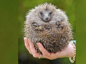 Supporting image for story: West Midlands hedgehog plea gets to the point