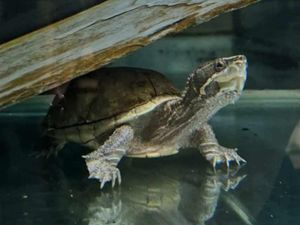 Supporting image for story: Elon the musk turtle rehomed by RSPCA after record 1,579 days