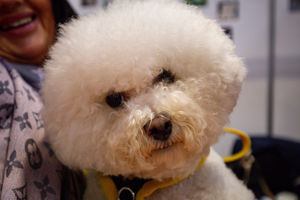 A Bichon Frise at the National Pet Show at the NEC, Birmingham. PA Photo. Picture date: Sunday November 3, 2019.  Photo credit should read: Jacob King/PA Wire.