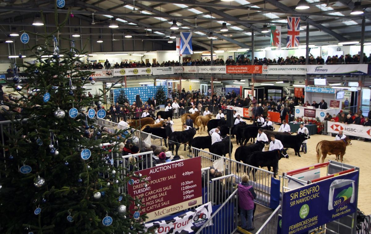 Festive cheer and prize-winning livestock at the Royal Welsh Winter Fair on Monday, November 24