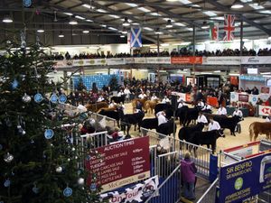 Supporting image for story: Festive cheer and prize-winning livestock at the Royal Welsh Winter Fair on Monday, November 24