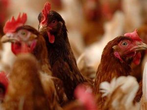 Supporting image for story: Tasley action group takes chicken farm fight to court