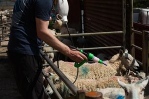 Administering preventative IGR treatment to sheep