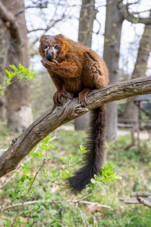 The lemurs loved the specially crafted buns, which were made from leaf-eater pellets and crunchy green beans