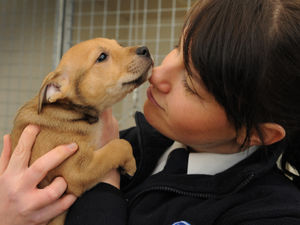 Supporting image for story: Pet rescue! Kate Parker of the RSPCA tells Weekend about her job protecting animals