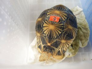 Supporting image for story: Smuggled tortoises returned to Tanzania amid wildlife trafficking crackdown