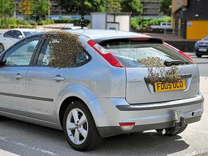 Supporting image for story: WATCH: Mayhem as Molineux swarm won't buzz off