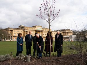 The King plants an Acer Rubrum 'October Glory’ in the grounds of Buckingham Palace