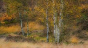 Autumnal Hues by Norman O'Neill 