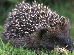 Supporting image for story: Hedges help wildlife thrive