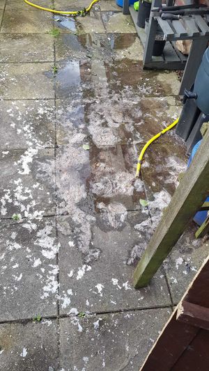 The leaked sewage coming onto Cindy Puccio' garden and patio. Photo: Stephen Puccio