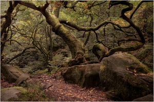 The Bent & Twisted Tree by Brian Kerrison