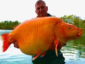 Supporting image for story: Angler catches one of the world's biggest goldfish – weighing a whopping 67lbs 4oz