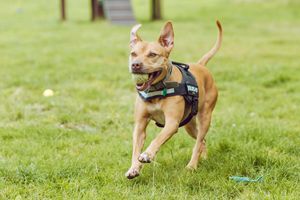 Spicer by name. Sweet by nature. After two years in RSPCA care the pooch now has a home of her own