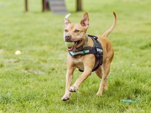 Supporting image for story: Spicer by name, sweetheart by nature - Adorable West Midlands pooch finds a home after 730 days in RSPCA care