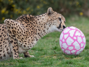 Supporting image for story: Safari Park's big cats are treated to their own Easter eggs