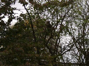 Supporting image for story: Panther-like cat spotted in Wolverhampton