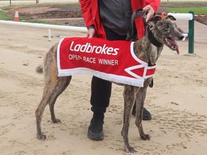 Supporting image for story: Aero Sacundai is the final Monmore hope for the Winter Derby