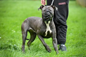 Sky was seized by police in February