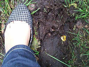 Supporting image for story: Fears of big cat on the Chase