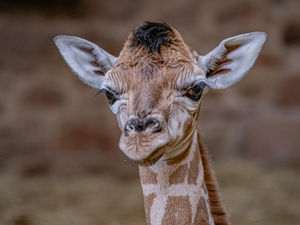 Supporting image for story: Watch as cameras capture the rare moment baby giraffe is born at Chester Zoo