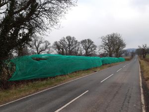 Supporting image for story: Police interview Mid Wales campaigners over bird netting removal