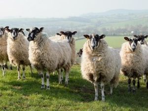 Supporting image for story: First Bluetongue case confirmed in Powys - days after fresh finding in Shropshire