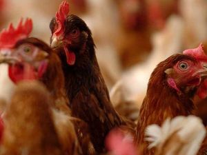 Supporting image for story: Appeal against refusal for chicken farm plan is thrown out by inspector