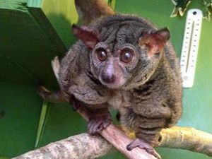 Supporting image for story: Bush baby to find new home in Telford