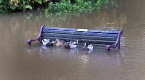 Flooding in Bridgnorth. Ducks take a break on a bench