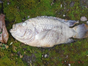 Supporting image for story: Telford drains blocked . . .  by piranhas