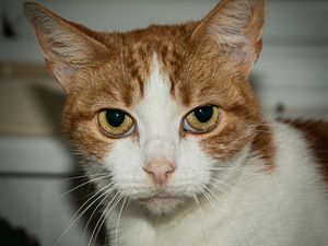 Supporting image for story: Animal charity issues advice for having a pet-safe Christmas