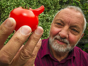 Supporting image for story: It's the nose you know - Shrewsbury gardener's tomato looks like Pinocchio