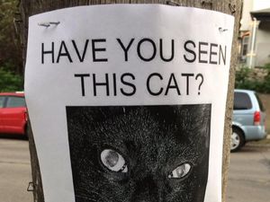 Supporting image for story: This ‘missing cat’ poster is so funny you’ll wish you had come up with the idea