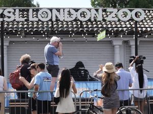 Supporting image for story: Banksy appears to end animal-themed series as artist uploads artwork to website
