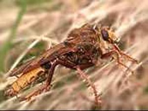 Supporting image for story: Endangered insect found