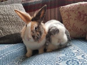 Supporting image for story: Rabbits domestication story a bit of a leap, researchers say