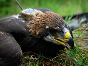 Supporting image for story: Sir David Attenborough names golden eagle chick hatched in Scotland