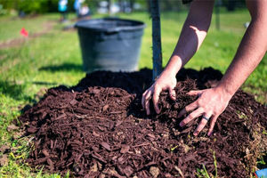 Mulching in action