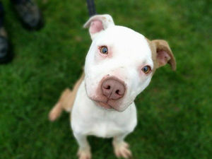 Supporting image for story: Peter Rhodes: Famished finches, political puppies and ditching doors