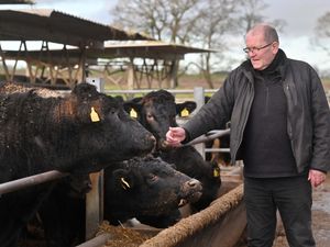 Supporting image for story: 'The cows don't know it's Christmas!' What it's really like to live on a Shropshire beef farm on Christmas Day