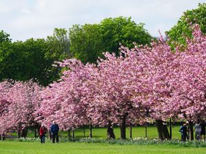 Cherry blossom in bloom in Yorkshire